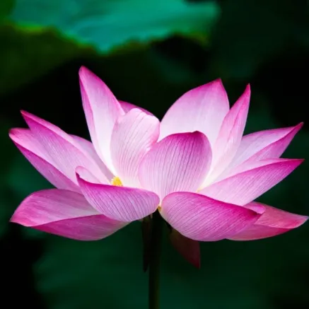 Profil de Muriel DARCY