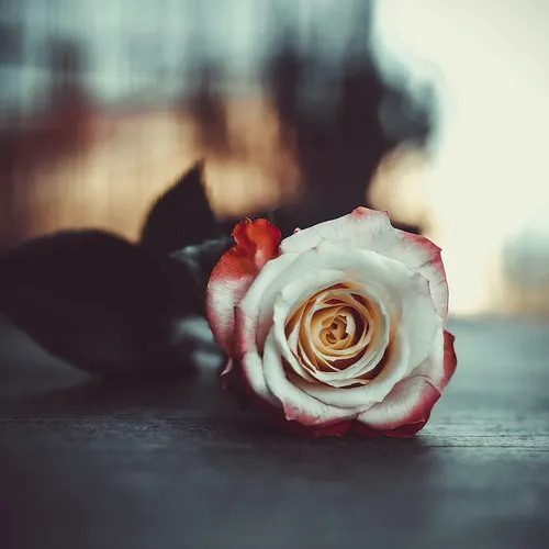 Profil de Madeleine JARDIN