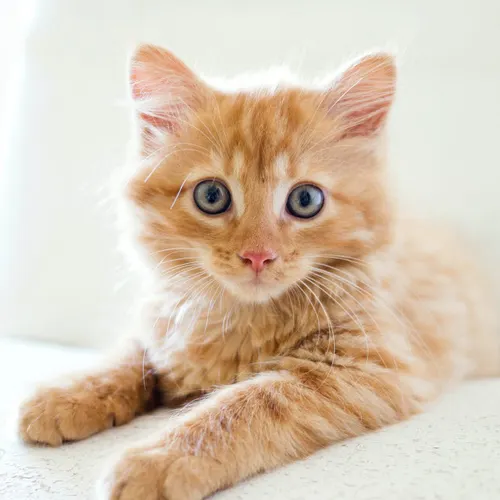 Profil de Colette URBAIN