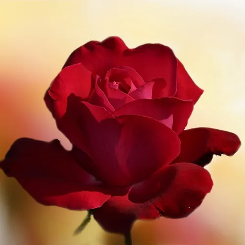 Profil de Lilianne GRANDPERRET