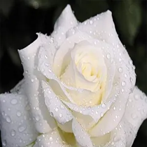 Profil de Jeanne PÉRON