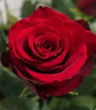 Profil de Marie-Thérèse  MAIRESSE