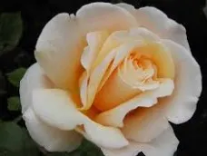 Profil de Odette HERLEMONT