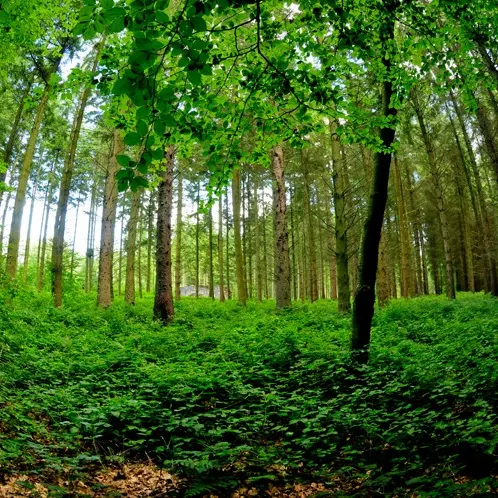 Profil de Philippe FOURNIGAULT