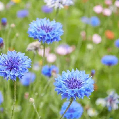 Profil de Jean-Claude TOURAINE