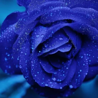 Profil de Lydie DUPONT