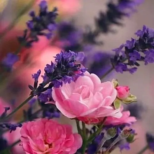 Profil de Pierrette VISONNEAU