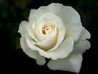 Profil de Louisette HEMON