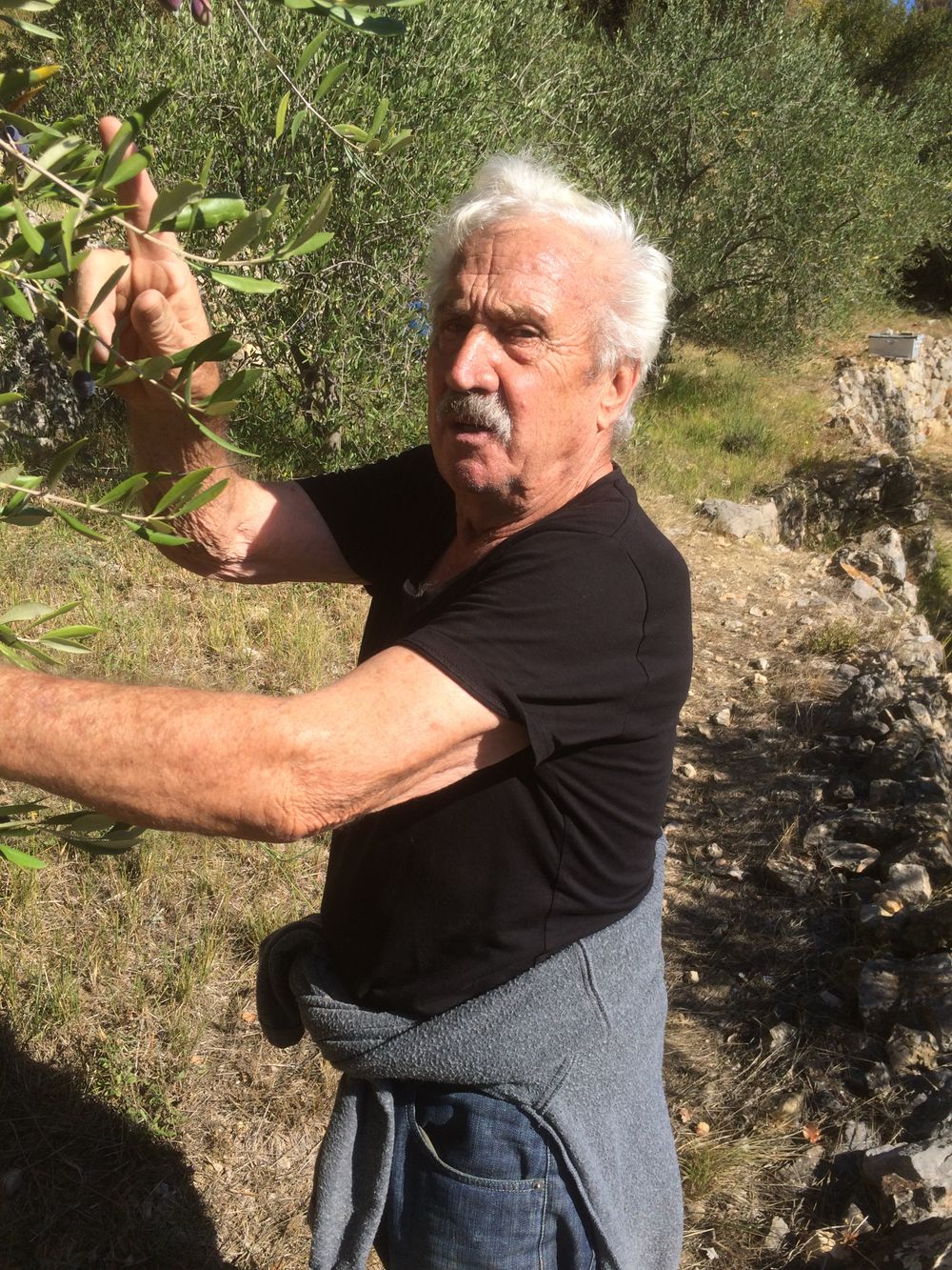 Profil de Joseph TOLLARDO