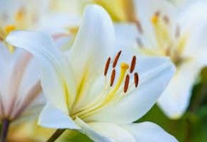 Profil de Marie-Hélène  LERICHE