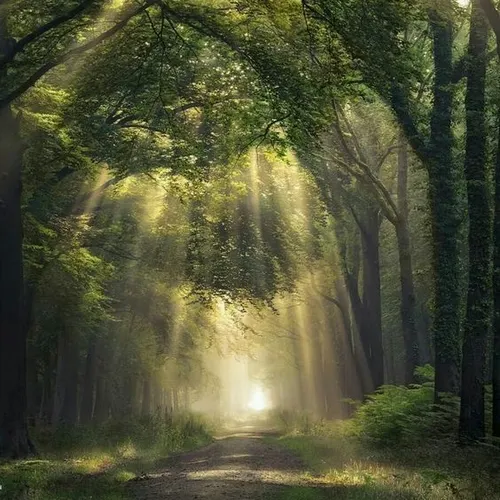 Profil de Françoise LE CAËR