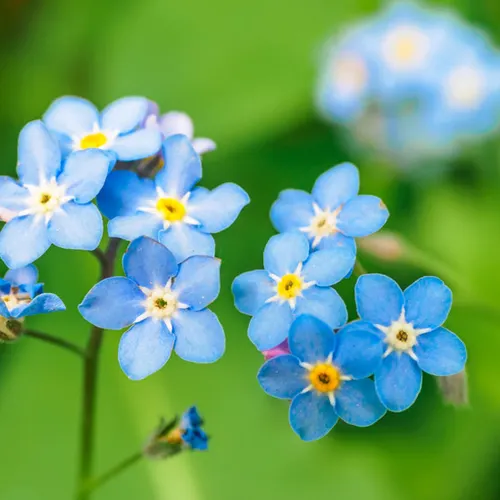 Profil de Sylviane CHEVILLARD