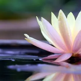 Profil de Andrée PETIT