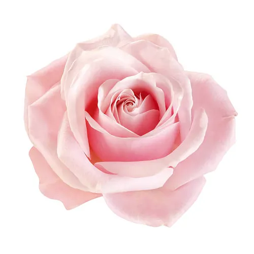 Profil de Rose lys POULET