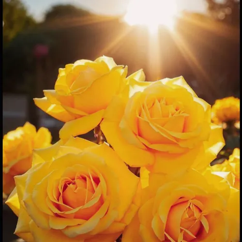 Profil de MARTINE FREMIOT