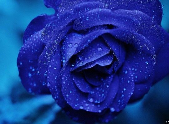 Profil de Lydie DUPONT