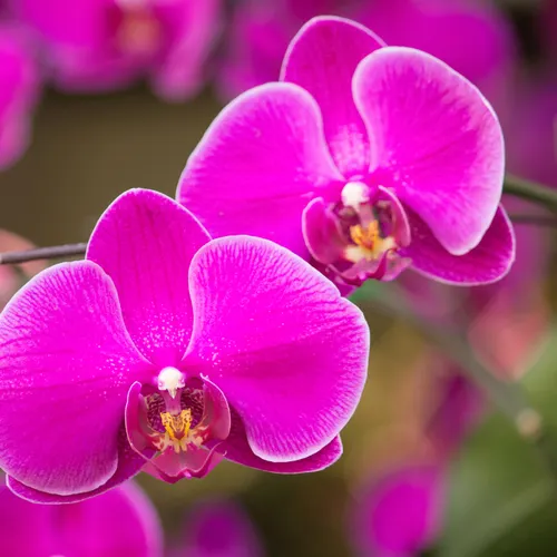 Profil de Joëlle LE BOUFFOS