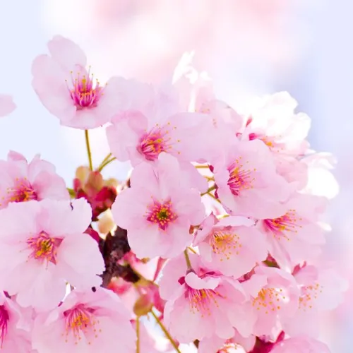 Profil de Emmanuelle TAMBOISE