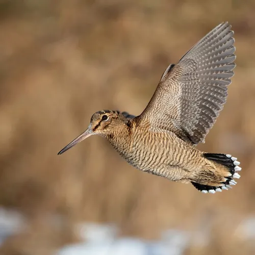 Profil de Jack MOULIN