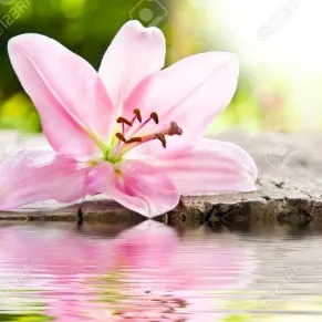 Profil de Suzanne SANTERRE