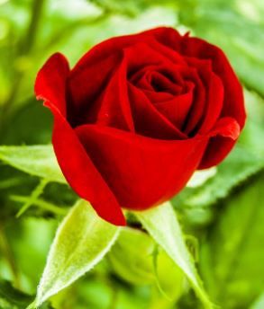 Profil de Rose-Marie BELOUIN