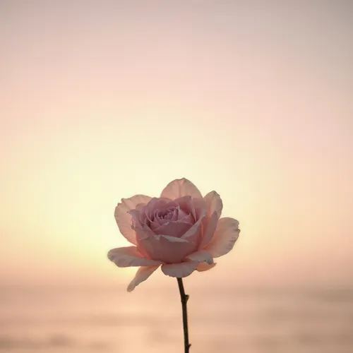 Profil de Jocelyne DEBRAY