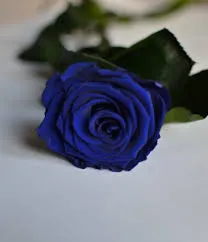 $"PP