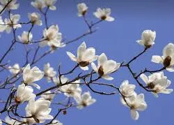 Profil de Anne-Marie MINET