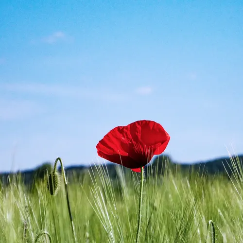 Profil de Yvonne HUMBERT