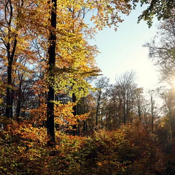 Profil de André BOIRUCHON