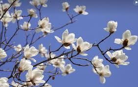 Profil de Anne-Marie MINET