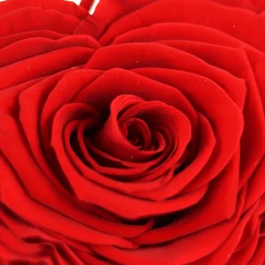 Profil de Monique DAMERON