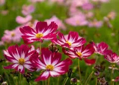 Profil de Béatrice Suzanne LELOIR