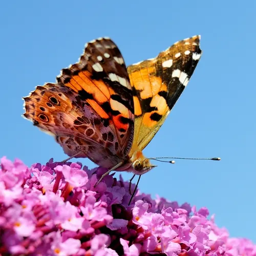 Profil de Philippa BOUQUET