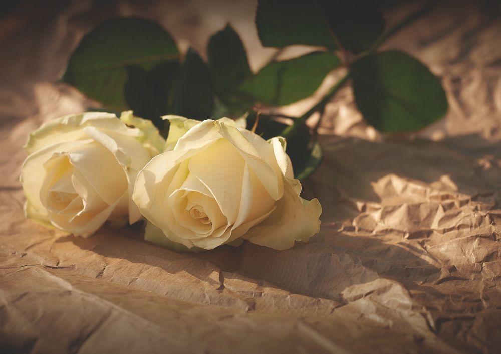 Profil de Rose CORDIER