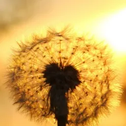 Profil de André BUFFARD