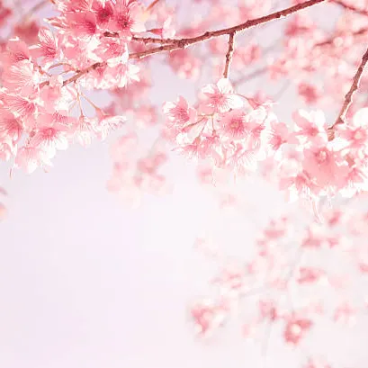 Profil de BLANCHE LAGET