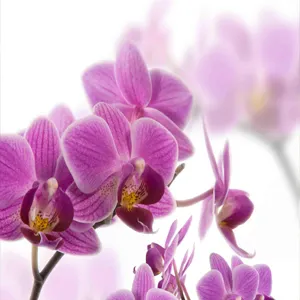 Profil de Marie-Thérèse GÉRAULT