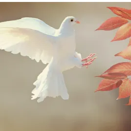 Profil de Francisca FERNANDES VALENTE