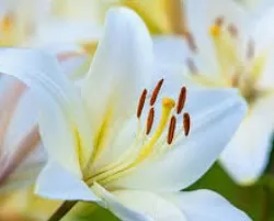 Profil de Gilberte  BOUTROUILLE