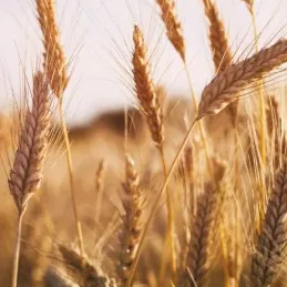 Profil de Philippe MARLIER