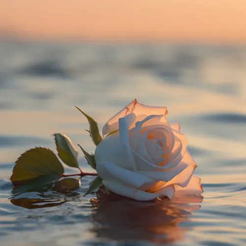 Profil de Marguerite FAIDHERBE