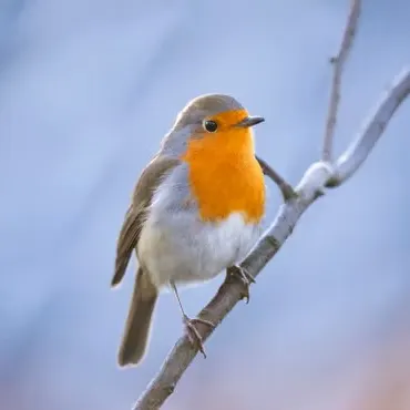 Profil de Julien CAPPOEN