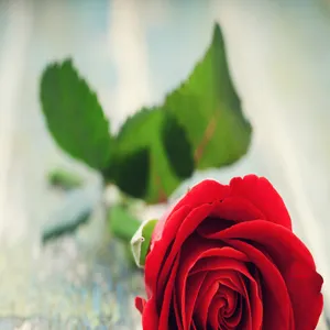 Profil de Nicole VERSTRAETER