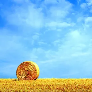 Profil de Louis LE NY