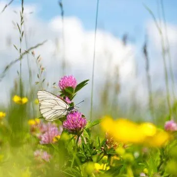 Profil de Yvette LOZACHMEUR