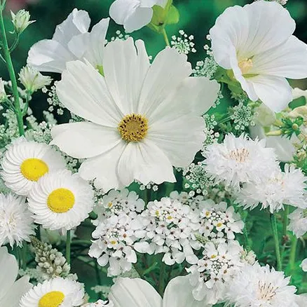 Profil de FREDERIQUE FROMET