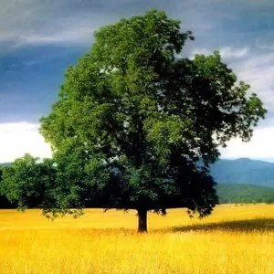 Profil de GERARD TANVIER