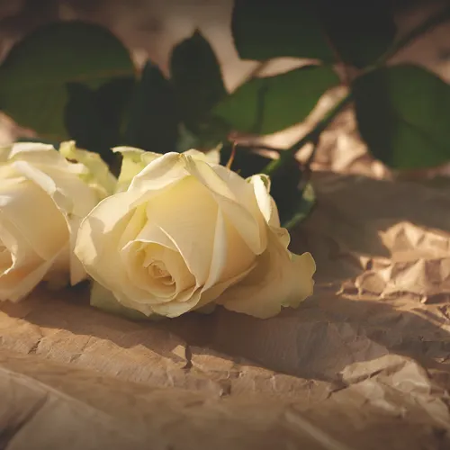 Profil de Rose CORDIER
