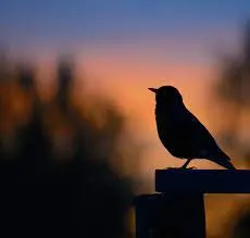 Profil de Guy LE GUAY